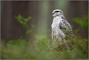 im typischen Lebensraum... Gerfalke *Falco rusticolus*, weiße Morphe