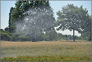 Jahrhundertsommer 2018... Bewässerung *Weizenfeld*, Bewässerung eines Getreidefeldes im Sommer 2018