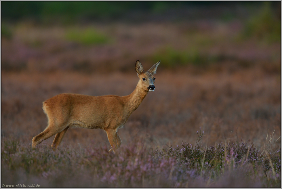 Heidereh... Reh *Capreolus capreolus*, Ricke in der blühenden Heide, Heideblüte