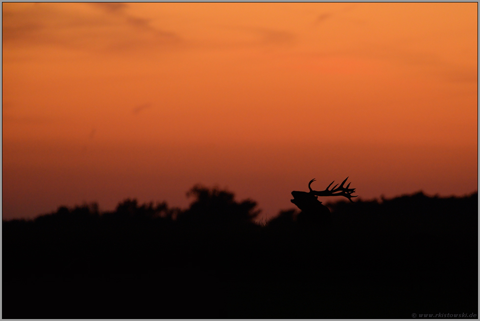 im Spätsommer... Rothirsch *Cervus elaphus*, röhrender Hirsch, Silhouette im Gegenlicht des Sonnenuntergangs
