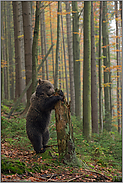 aufgerichtet... Europäischer Braunbär *Ursus arctos* untersucht auf den Hinterpfoten stehend einen morschen Baumstamm