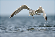take off... Silbermöwe *Larus argentatus* beim Start aus dem Wasser heraus, Anflug frontal