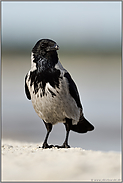 typisch Rabenvogel... Nebelkrähe *Corvus cornix* an der Ostseeküste