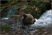 im Wildbach... Europäischer Braunbär *Ursus arctos*
