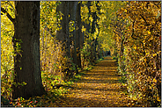 Herbstspaziergang... Meerbusch *Nordrhein-Westfalen*
