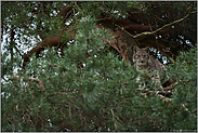 scheu und heimlich... Eurasischer Luchs *Lynx lynx* sitzt hoch oben im Baum