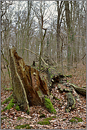 Vergänglichkeit... Hambacher Forst *Nordrhein-Westfalen*, Baumstumpf , Überreste einer alten, gefallenen Eiche
