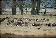 die Flucht... Europäische Mufflon *Ovis orientalis*, Muffelwild, Herde in schnellem Lauf
