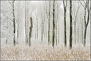 Winter im Bruchwald... Meerbusch *Nordrhein-Westfalen*, Ilvericher Altrheinschlinge