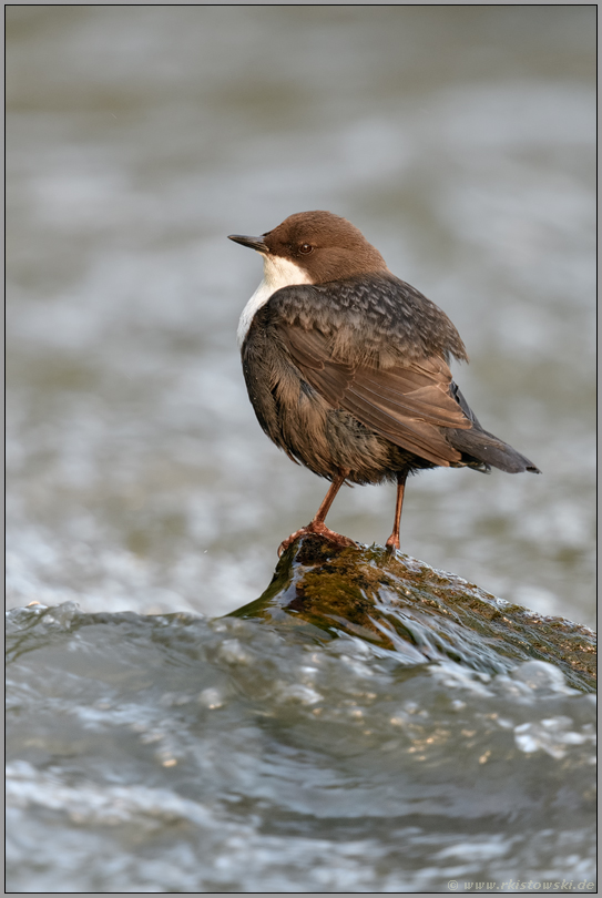 im frühen Morgenlicht... Wasseramsel *Cinclus cinclus* steht auf einem Stein im Fluss