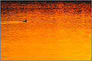 orangerot... Reiherente *Aythya fuligula* im Sonnenuntergang