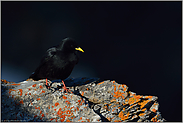 Streiflicht... Alpendohle *Pyrrhocorax graculus*, Altvogel in den Schweizer Bergen