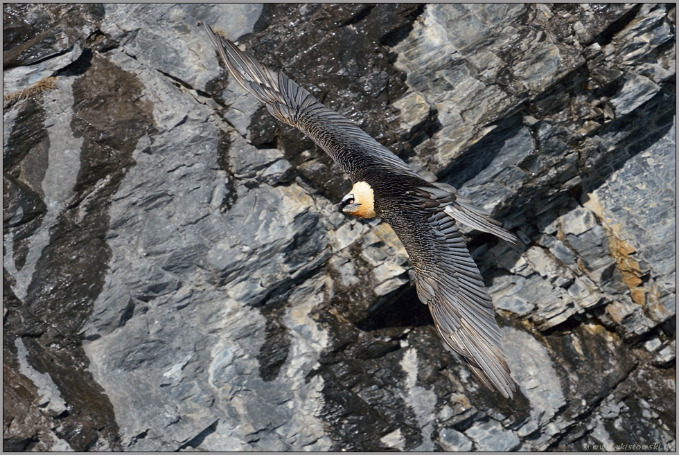 Wenig Auffallig Bartgeier Gypaetus Barbatus Im Flug Nahe Einer Feldwand