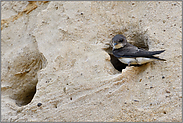 klein und zierlich, aber oho... Uferschwalbe *Riparia riparia* an ihrer Brutröhre in einer Sandwand