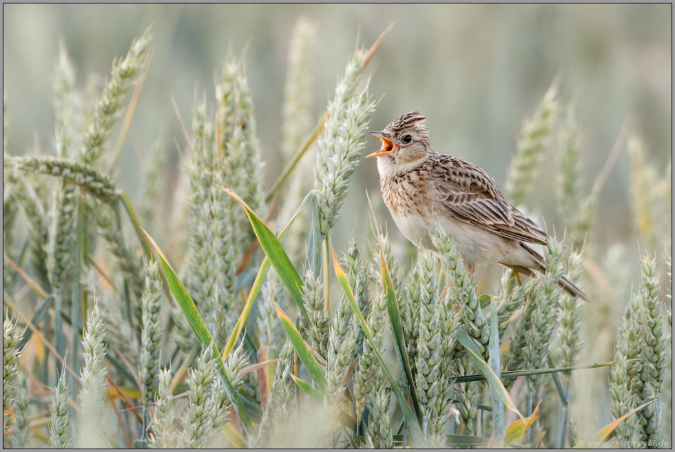 unermüdlich... Feldlerche *Alauda arvensis*, Weibchen singt im Weizenfeld
