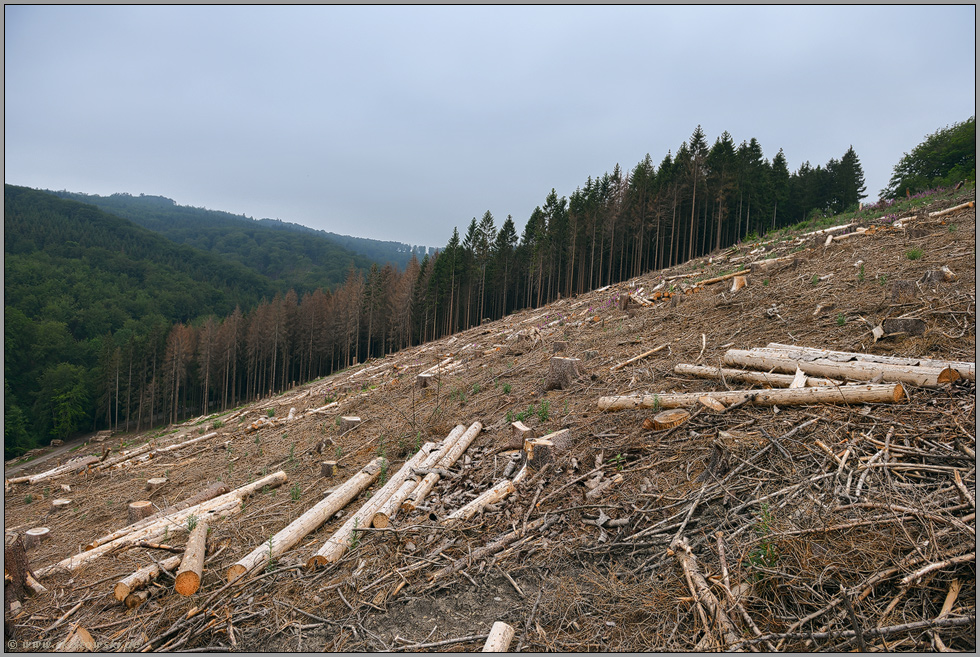Rodungsfläche... Waldsterben *Kahlschlag*