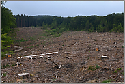 weite Kahlschlagfläche.... Waldsterben *Nordrhein-Westfalen*, Holzeinschlag nach Borkenkäferbefall