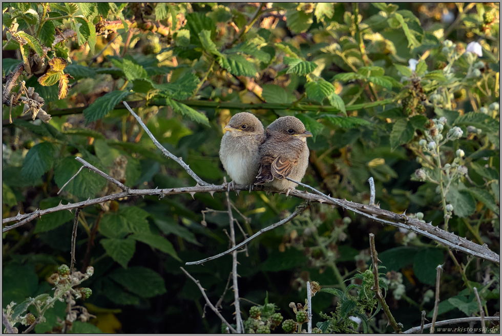 kuschelig... Neuntöter *Lanius collurio*, zwei gerade eben flügge Jungvögel hocken eng aneinander geschmiegt in einer Brombeerhecke