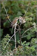 Futterübergabe... Neuntöter *Lanius collurio*, Weibchen füttert flüggen Jungvogel