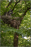 hoch oben im Baum... Schwarzstorch *Ciconia nigra*, Jungstörche im Nest, Waldstorch