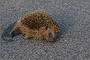 Tod auf der Strasse... Igel *Erinaceus europaeus*, Strassenverkehrsopfer, überfahrener Igel