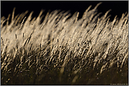 Gräser im Licht... Süßgräser *Poaceae * auf einer Blumenwiese, Gegenlichtaufnahme