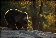 auf dem Felsplateau... Europäischer Braunbär *Ursus arctos* im schönsten Licht
