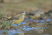 Invasionsvogel... Kiefernkreuzschnabel  *Loxia pytyopsittacus*, gelbgrünes Weibchen bei der Wasseraufnahme