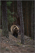 im Bergwald... Europäischer Braunbär *Ursus arctos* im natürlichen Lebensraum