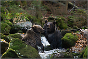 abgewatscht... Europäische Braunbären *Ursus arctos*, Jungbären beim Kräftemessen
