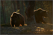 schwierige Lichtverhältnisse... Europäischer Braunbär *Ursus arctos*, zwei Bären frühmorgens im dunklen Wald