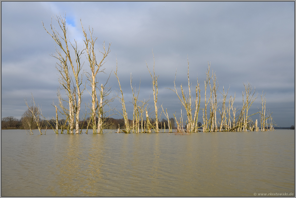 Baumgerippe... Hochwasser *Niederrhein*, tote Baumgruppe im Bereich der Bislicher Insel bei Xanten