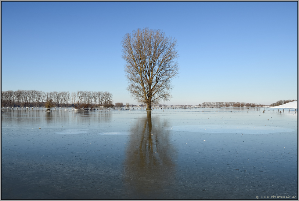 gefangen im Eis... Niederrhein *Winterhochwasser 2020/2021*, solitär stehender Baum inmitten einer weiten Frostlandschaft