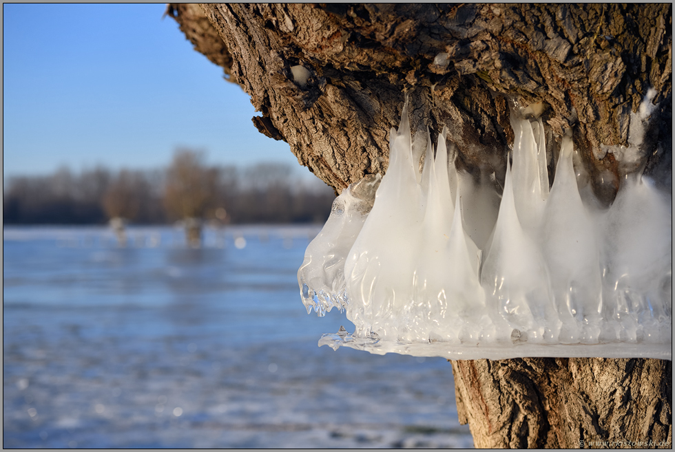 Hochwasserstandanzeige... Bislicher Insel *Winterhochwasser 2020/2021*