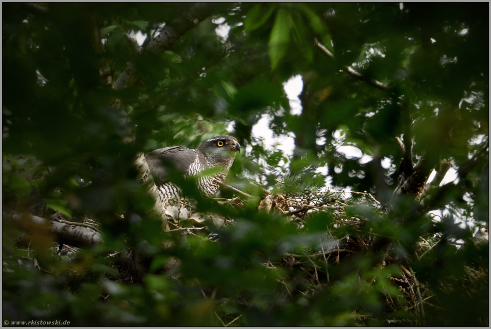 wachsam... Habicht *Accipiter gentilis*, Habichtweibchen am Nest