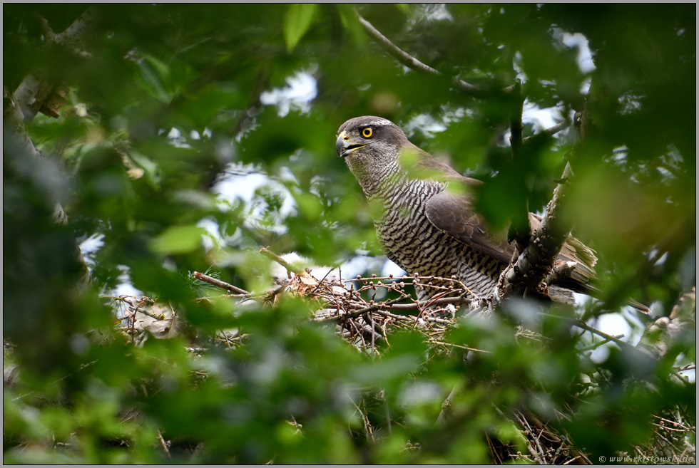 der Nachwuchs ist geschlüpft... Habicht *Accipiter gentilis* auf dem Horst, versteckt in einer Baumkrone