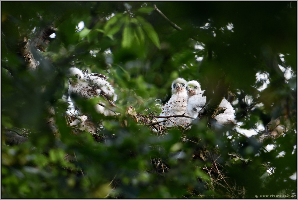 zu dritt... Habicht *Accipiter gentilis*, Habichtküken in ihrem versteckten Nest hoch oben in den Bäumen