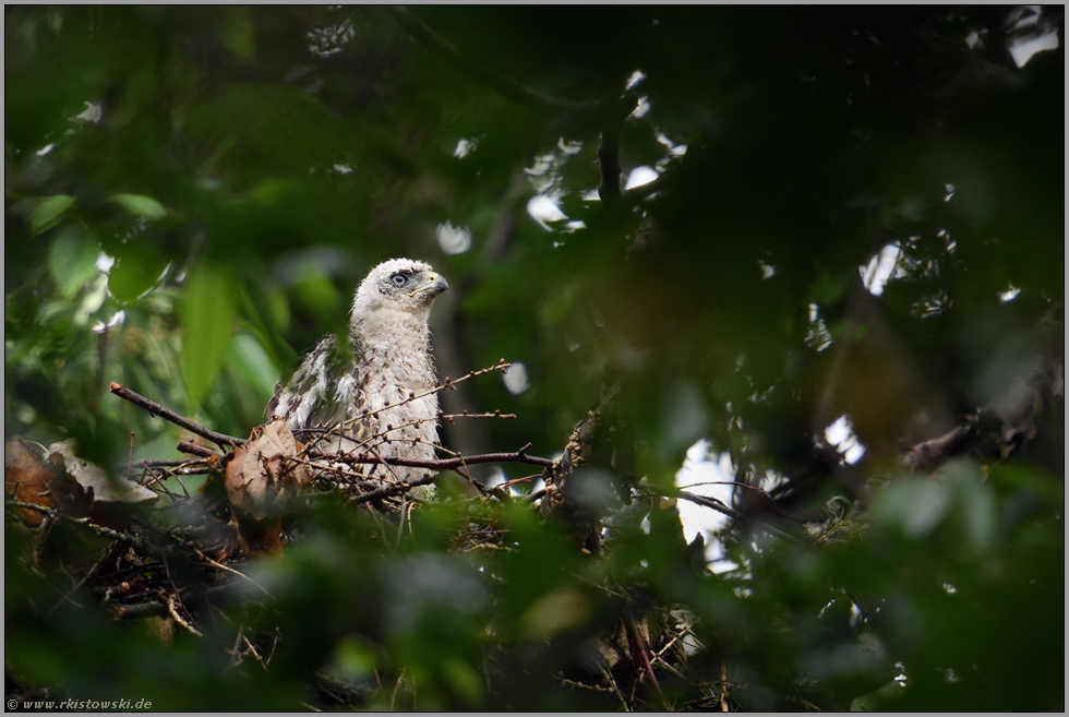 selbstbewusst... Habicht *Accipiter gentilis*, Nestling, Jungvogel reckt sich aus dem Nest