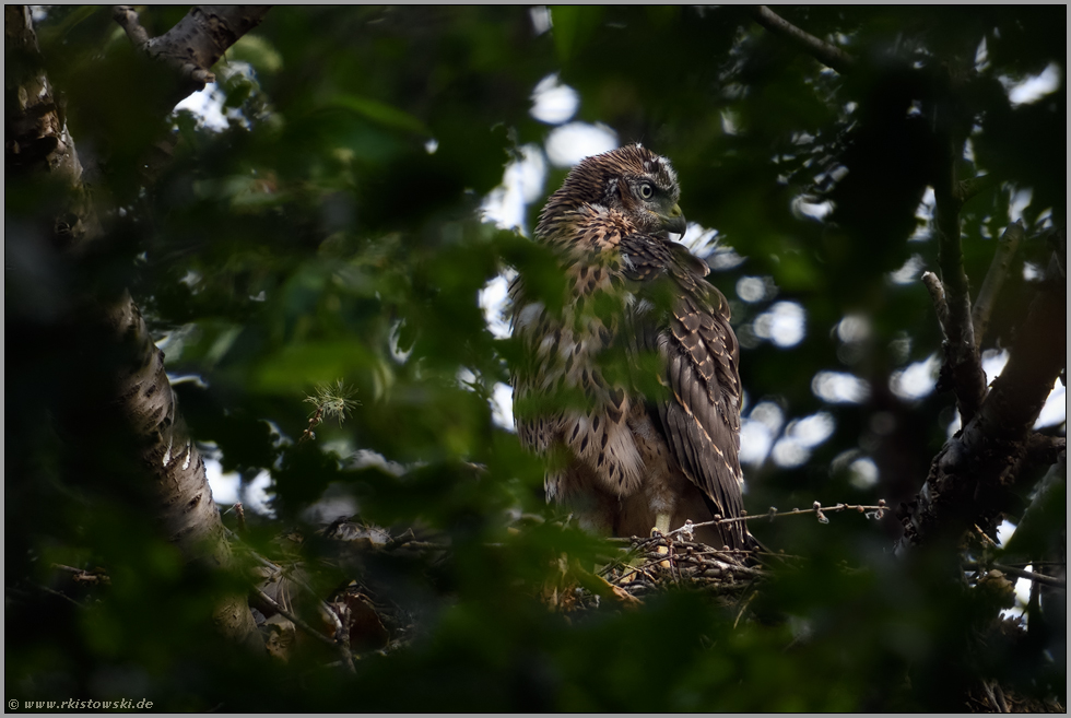 unfassbare Entwicklung... Habicht *Accipiter gentilis*, Habichtküken, Jungvogel mit letzten Dunenfedern, Augenverfärbung