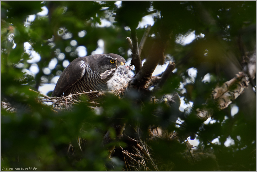 bittere Beobachtung... Habicht *Accipiter gentilis* schlägt Steinkauz