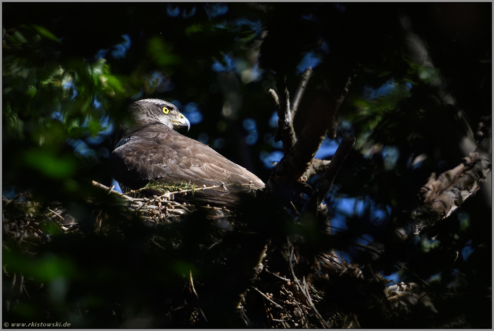 Hakenschnabel... Habicht *Accipiter gentilis*, Habichtweibchen im Lichtspot auf ihrem Horst