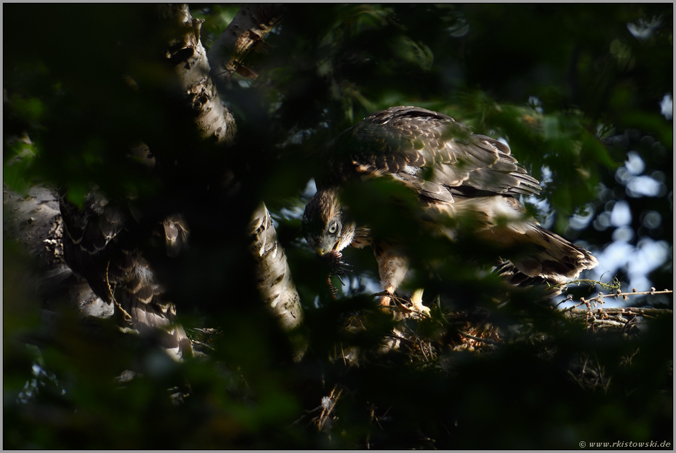 der Weg in die Selbstständigkeit... Habicht *Accipiter gentilis*, Jungvogel zerteilt eigenständig Nahrung