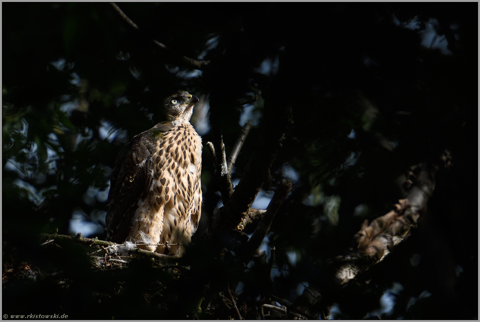 der Sonne entgegen... Habicht *Accipiter gentilis*, bald flügger Habicht blickt entschlossen zum Himmel hoch