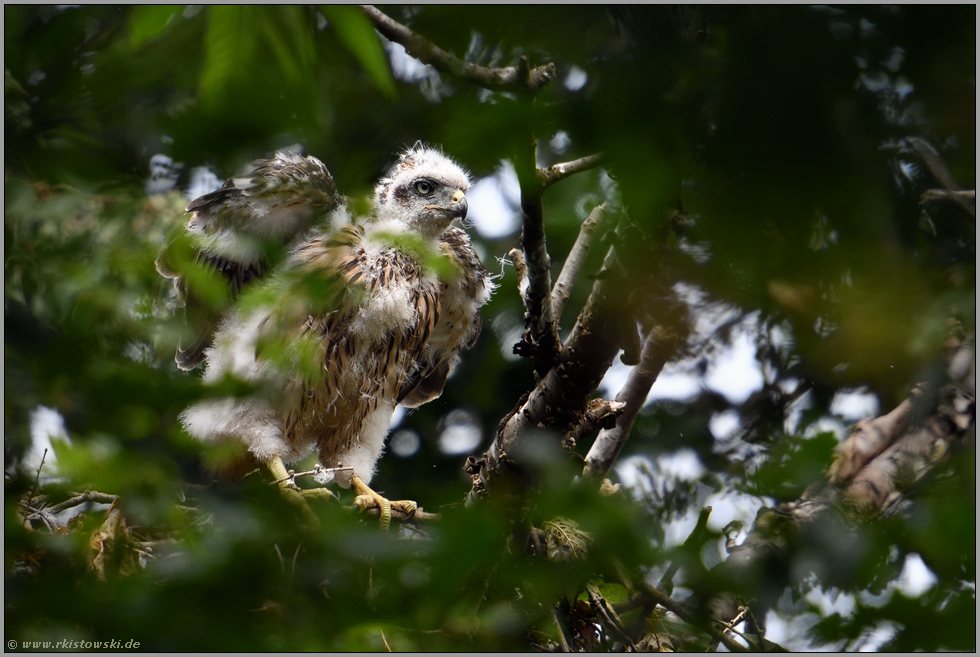 Möchtegern... Habicht *Accipiter gentilis*, Jungvogel schlägt auf dem Horstrand mit den Flügeln