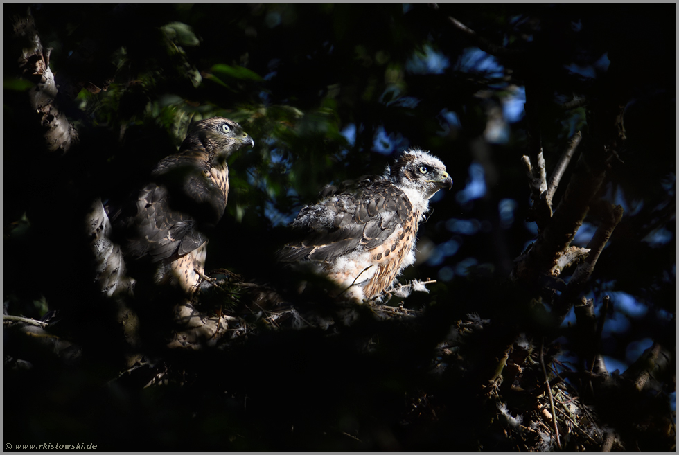 im Sonnenlicht... Habicht *Accipiter gentilis*, mausernde Jungvögel auf ihrem Horst in den Baumkronen