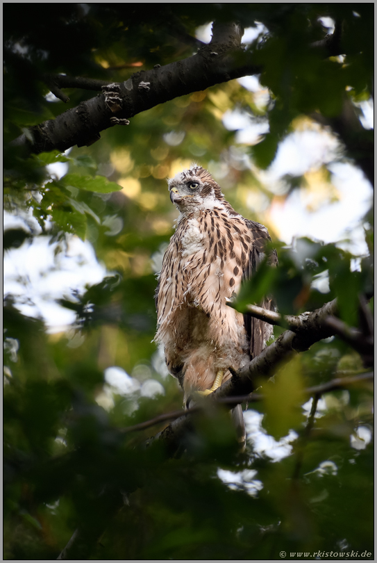 unterwegs in den Baumkronen... Habicht *Accipiter gentilis*, junger Habicht, Ästling, abseits vom Horst