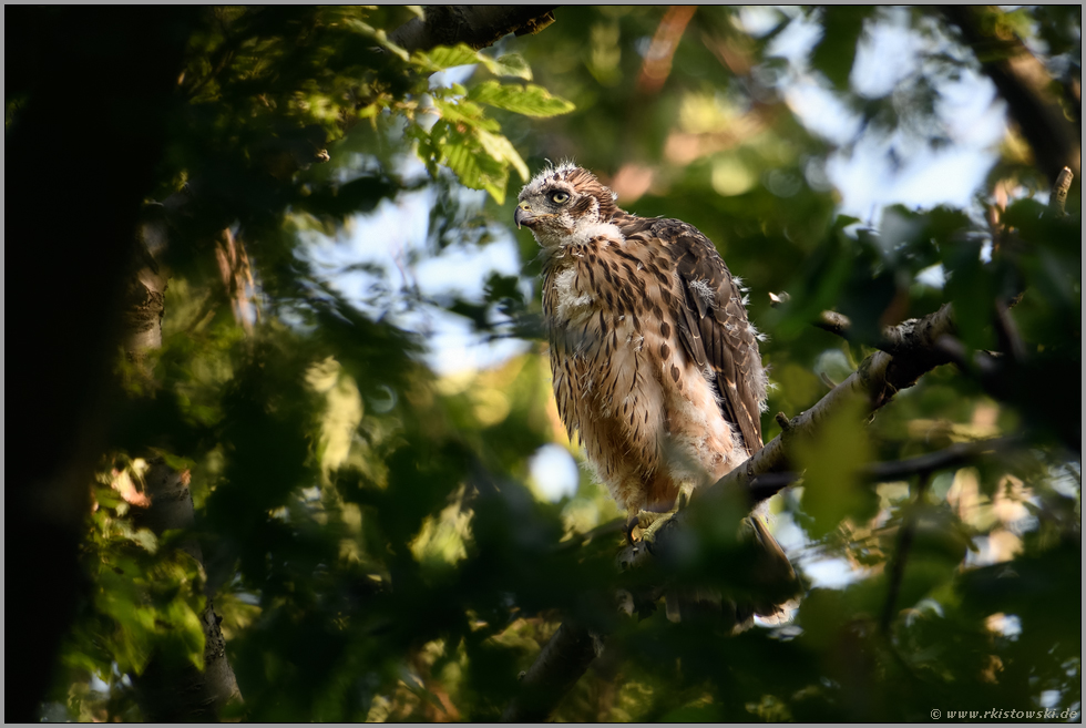 im schönsten Licht... Habicht *Accipiter gentilis*, junger Habicht, Ästling, abseits vom Horst