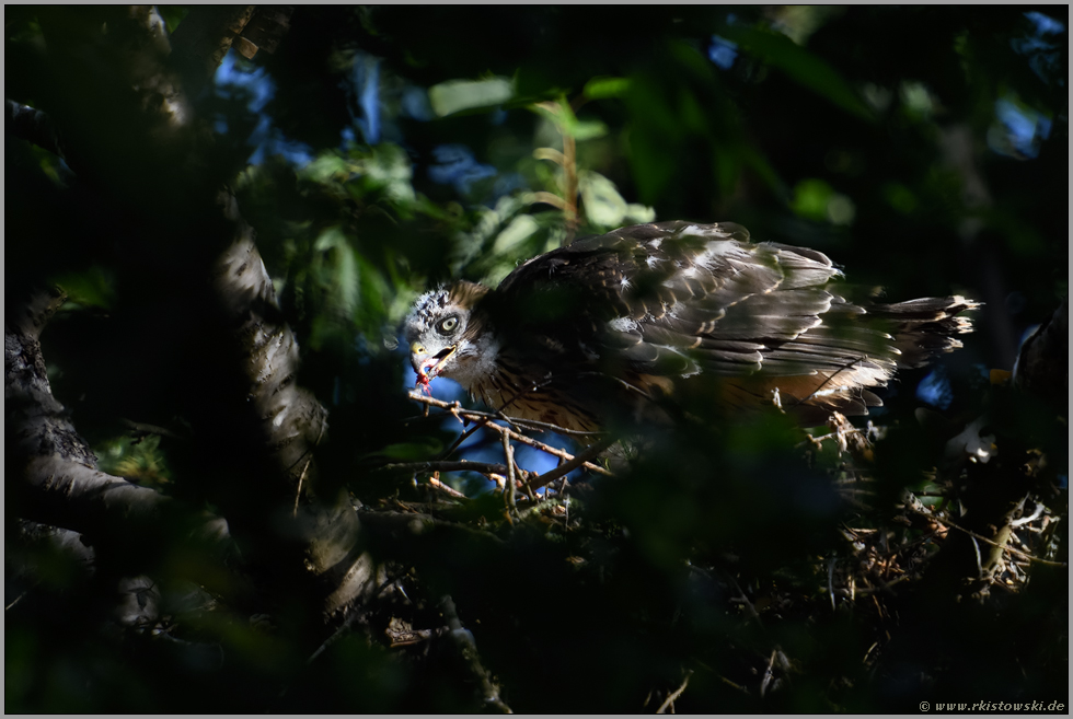 fressend... Habicht *Accipiter gentilis*, junger Habicht, Ästling frisst auf dem Horst von Beute