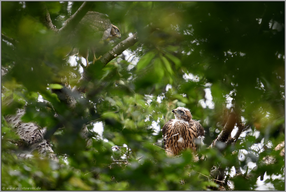 Geschwister... Habicht *Accipiter gentilis*, Jungvögel, Nestling schaut zum Ästling hoch