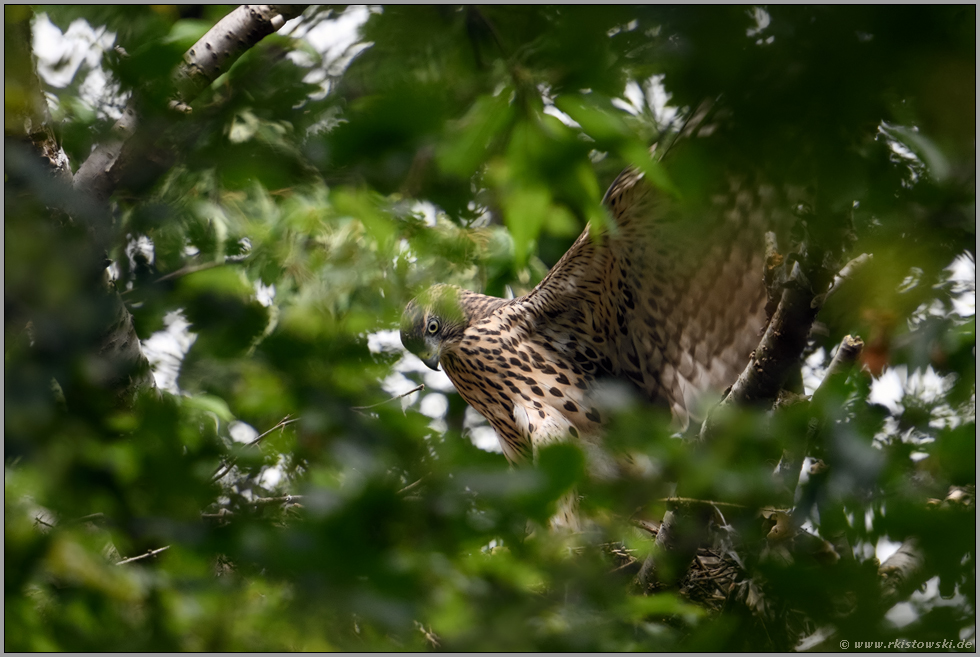 auf Nahrungssuche... Habicht *Accipiter gentilis*, flügger Jungvogel auf dem verlassenen Habichthorst